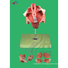 Medizinische Anatomie Modell weiblich, Weibliche Genital Organs Modell